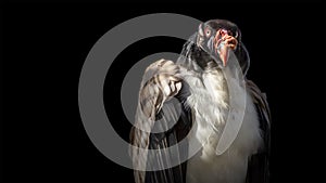 King vulture making eye contact