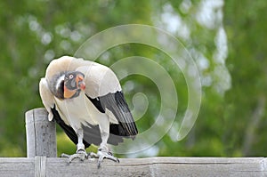 King vulture on perch