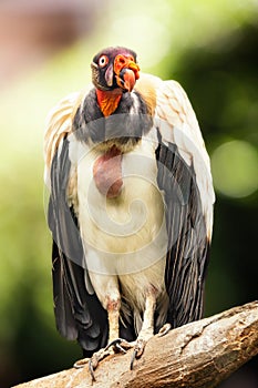 King Vulture Perched on Branch