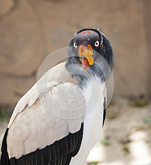 King Vulture
