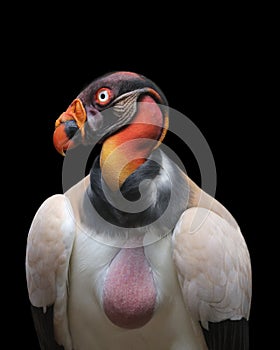 King Vulture Portrait photo