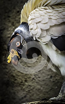 King Vulture Pose