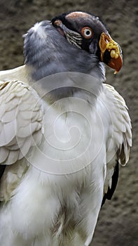 King Vulture Pose