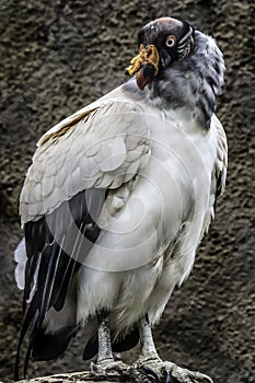 King Vulture Pose