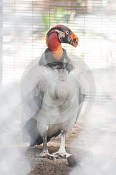 King Vulture at the Reid Park Zoo