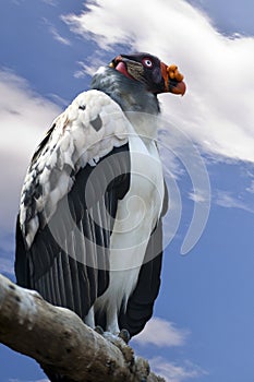 King Vulture - Sarcoramphus papa photo