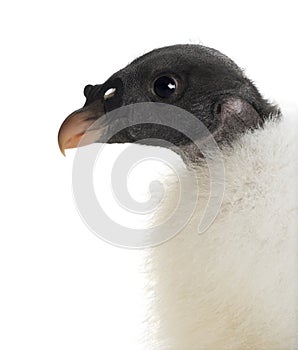 King Vulture, Sarcoramphus papa, 3 months old