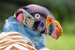 King vulture (Sarcoramphus papa)