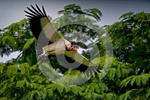 King Vulture - Sarcoramphus papa big bird of prey  family Cathartidae  black and white body  red  orange head  beak and throat.