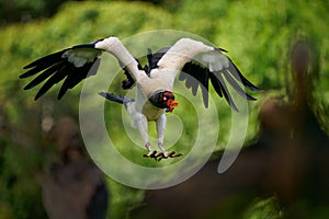 King Vulture - Sarcoramphus papa big bird of prey  family Cathartidae  black and white body  red  orange head  beak and throat.