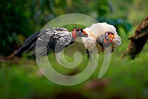 King Vulture - Sarcoramphus papa big bird of prey  family Cathartidae  black and white body  red  orange head  beak and throat.