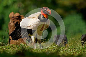 King Vulture - Sarcoramphus papa big bird of prey  family Cathartidae  black and white body  red  orange head  beak and throat.