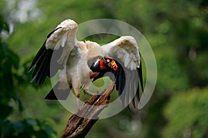 King Vulture - Sarcoramphus papa big bird of prey  family Cathartidae  black and white body  red  orange head  beak and throat.