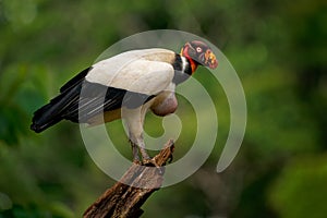 King Vulture - Sarcoramphus papa big bird of prey  family Cathartidae  black and white body  red  orange head  beak and throat.