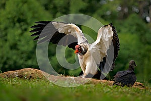 King Vulture - Sarcoramphus papa big bird of prey  family Cathartidae  black and white body  red  orange head  beak and throat.