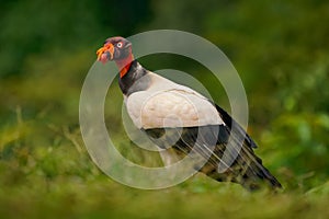 King Vulture - Sarcoramphus papa big bird of prey  family Cathartidae  black and white body  red  orange head  beak and throat.