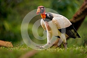 King Vulture - Sarcoramphus papa big bird of prey  family Cathartidae  black and white body  red  orange head  beak and throat.