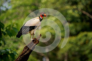 King Vulture - Sarcoramphus papa big bird of prey  family Cathartidae  black and white body  red  orange head  beak and throat.