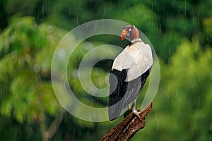 King Vulture - Sarcoramphus papa big bird of prey  family Cathartidae  black and white body  red  orange head  beak and throat.