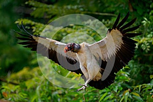 King Vulture - Sarcoramphus papa big bird of prey  family Cathartidae  black and white body  red  orange head  beak and throat.