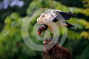 King Vulture - Sarcoramphus papa big bird of prey  family Cathartidae  black and white body  red  orange head  beak and throat.