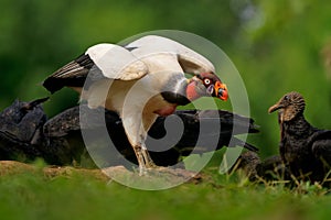 King Vulture - Sarcoramphus papa big bird of prey  family Cathartidae  black and white body  red  orange head  beak and throat.