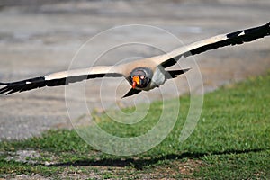 King vulture Sarcoramphus papa photo