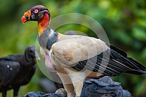 King vulture Sarcoramphus papa  with a full gullet from eating photo