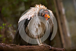 King vulture - Sarcoramphus papa photo