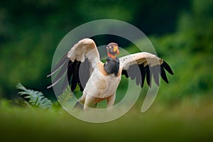 King vulture, Sarcoramphus papa, large bird found in Central and South America. Flying bird, forest in the background. Wildlife sc