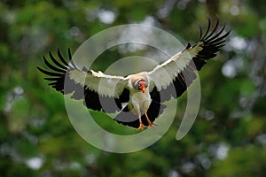 King vulture, Sarcoramphus papa, large bird found in Central and South America. King vulture in fly. Flying bird, forest in the ba