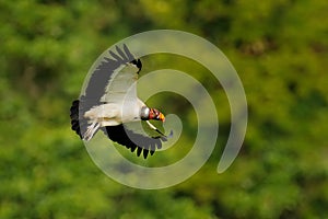 King vulture, Sarcoramphus papa, large bird found in Central and South America. King vulture in fly. Flying bird, forest in the ba