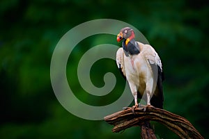 The king vulture Sarcoramphus papa is a large bird found in Central and South America. Wildlife scene from tropic nature of