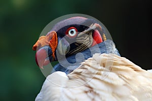 The King Vulture Sarcoramphus papa from the New World vulture family Cathartidae, portrait with green background