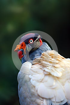 King Vulture Sarcoramphus papa from the New World vulture family Cathartidae, portrait with green background