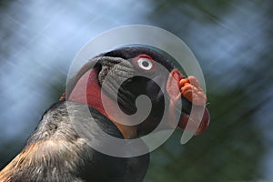 King vulture (Sarcoramphus papa). photo