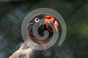 King vulture (Sarcoramphus papa). photo