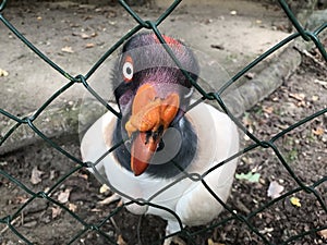 King vulture (Sarcorhamphus papa) inside of an enclosure with chain link fence . Bald american scary Gothic Scavanger . photo