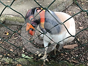 King vulture (Sarcorhamphus papa) inside of an enclosure with chain link fence . Bald scary Gothic Scavanger . photo