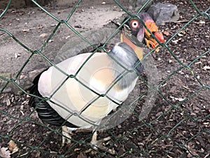 King vulture Sarcorhamphus papa inside of an enclosure with chain link fence . Strong eyes . Bald american scary Scavanger photo