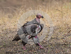 King Vulture seen at Ranthambhore National Park