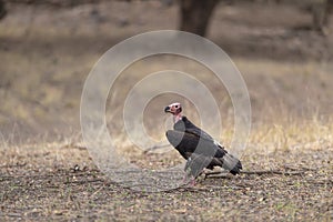 King Vulture seen at Ranthambhore National Park