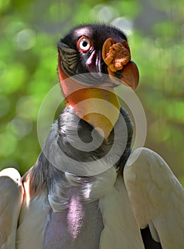 King Vulture