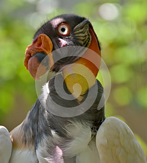 King Vulture