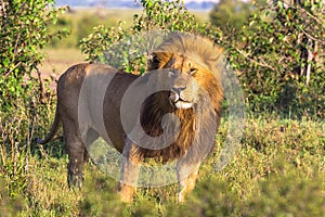 King of wild nature of Africa. Large lion from Masai Mara, Kenya