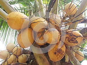 King yellow coconut bunch fruits