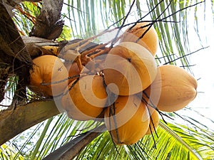 King yellow coconut bunch fruits