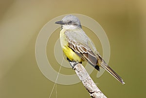 Kingbird ( Tyrannus melancholicus ) photo