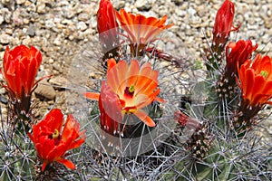 Kingcup cactus fleurs 8865 c