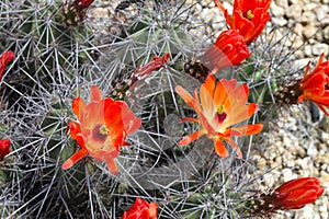 Kingcup cactus fleurs 8881 c